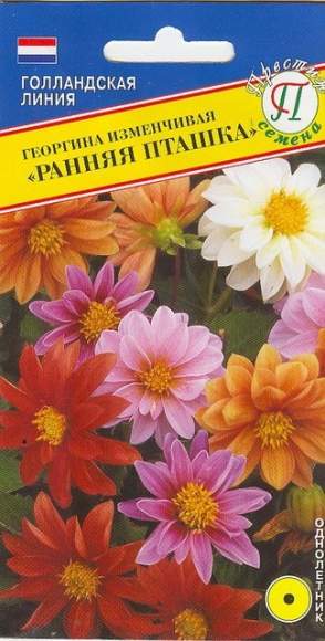 Георгина изменчивая Рання пташка (престиж) 20шт  – купить в г. Омск