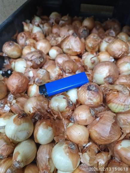  Лук-шалот Бонилла 22-40мм (Голландия)  – купить в г. Омск