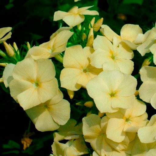 Флокс друммонда Красотка в желтом (поиск) 0,1 гр  – купить в г. Омск