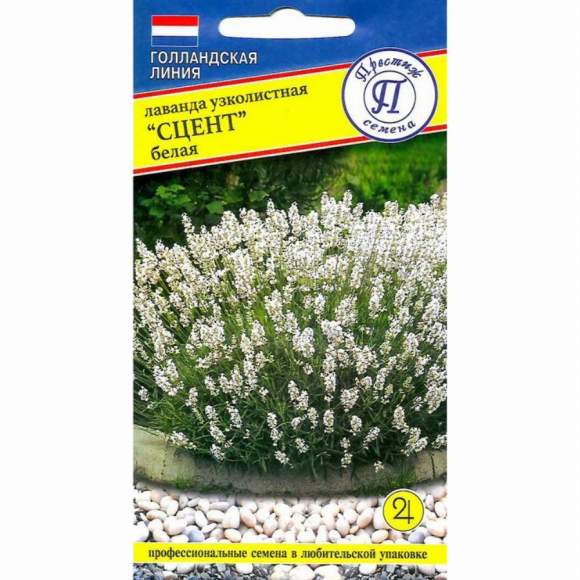 Лаванда узколистная Сцент белая (престиж) 5 шт  – купить в г. Омск