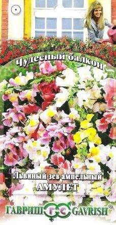 Антирринум (львиный зев) Амулет смесь (гавриш) 5шт – купить в г. Омск Антирринум (львиный зев) Амулет смесь (гавриш) 5шт – купить в г. Омск