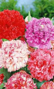 Мак пионовидный Набор Шахерезада (сады России) 0,1 гр однолетник