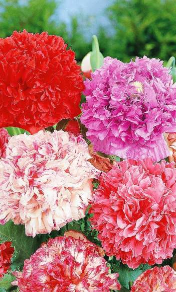 Мак пионовидный Набор Шахерезада (сады России) 0,1 гр однолетник  – купить в г. Омск