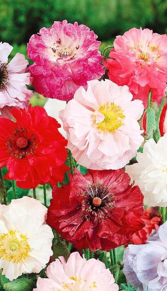 Мак самосейка Набор Махровый (сады России) 0,1 гр однолетник  – купить в г. Омск