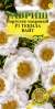 Портулак Текила вайт (гавриш) 5шт  – купить в г. Омск