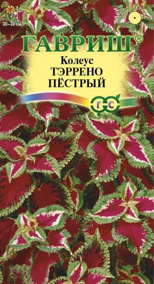 Колеус Тэррено пестрый (гавриш) 4шт – купить в г. Омск Колеус Тэррено пестрый (гавриш) 4шт – купить в г. Омск