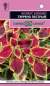 Колеус Тэррено пестрый (гавриш) 4шт  – купить в г. Омск