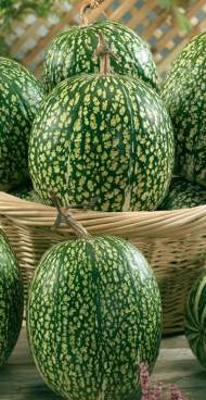 Тыква Фицифолия (сады России) 3шт Тыква Фицифолия (сады России) 3шт