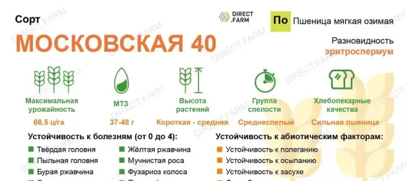 Пшеница озимая Московская 40 (сидерат) (г) 0,5кг  – купить в г. Омск