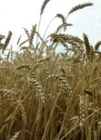 Пшеница озимая Московская 40 (сидерат) (г) 0,5кг  – купить в г. Омск