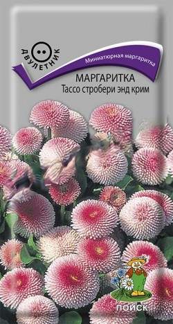 Маргаритка Тассо стробери энд крим (поиск) 20шт  – купить в г. Омск