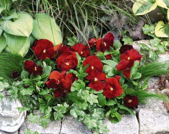 Анютины глазки Ясные кристаллы красные (поиск) 0,2гр – купить в г. Омск Анютины глазки Ясные кристаллы красные (поиск) 0,2гр – купить в г. Омск