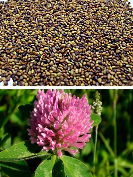 Клевер красный 0,5кг (фас.) – купить в г. Омск Клевер красный 0,5кг (фас.) – купить в г. Омск