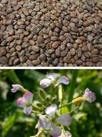 Редька масличная 0,5кг (фас.)  – купить в г. Омск