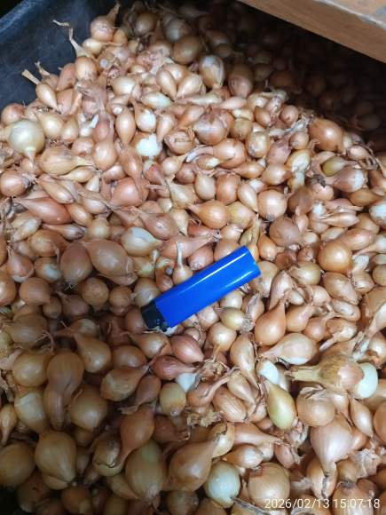 Лук-севок Штуттгартер-ризен 10-21мм (Голландия) – купить в г. Омск Лук-севок Штуттгартер-ризен 10-21мм (Голландия) – купить в г. Омск