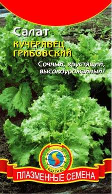 Салат полукочанный Кучерявец грибовский (плазмас) 0,5 гр – купить в г. Омск Салат полукочанный Кучерявец грибовский (плазмас) 0,5 гр – купить в г. Омск