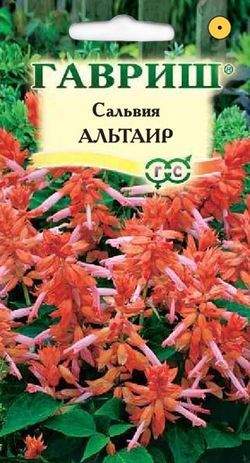 Сальвия Альтаир (г) 4шт  – купить в г. Омск