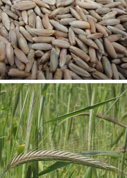 Рожь 1кг (фас.) – купить в г. Омск Рожь 1кг (фас.) – купить в г. Омск