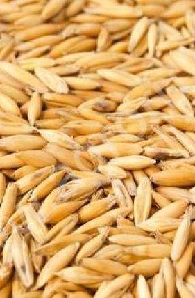 Овес 1кг – купить в г. Омск Овес 1кг – купить в г. Омск