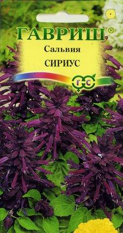Сальвия Сириус (гавриш) 4шт  – купить в г. Омск