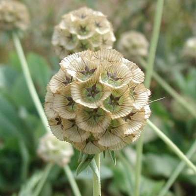 Скабиоза Драмстик (гавриш) 0,2гр  – купить в г. Омск