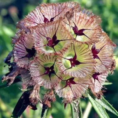 Скабиоза Драмстик (гавриш) 0,2гр  – купить в г. Омск