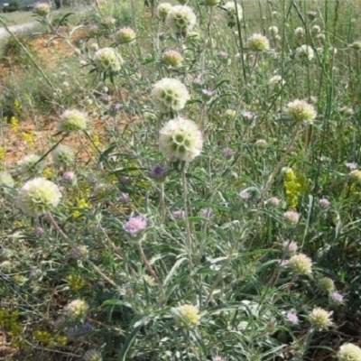 Скабиоза Драмстик (гавриш) 0,2гр  – купить в г. Омск