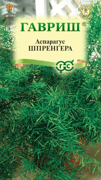 Аспарагус Шпренгера (гавриш) 4 шт  – купить в г. Омск