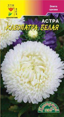 Астра Клеопатра белая (цветущий сад) 0,2 гр – купить в г. Омск Астра Клеопатра белая (цветущий сад) 0,2 гр – купить в г. Омск