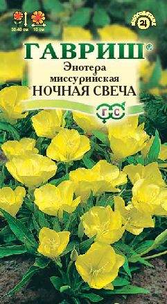 Энотера Ночная свеча (гавриш) 0,2гр  – купить в г. Омск