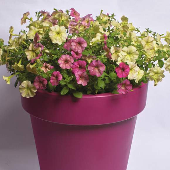 Петуния мультифлора Зора F1 (престиж) 5шт  – купить в г. Омск