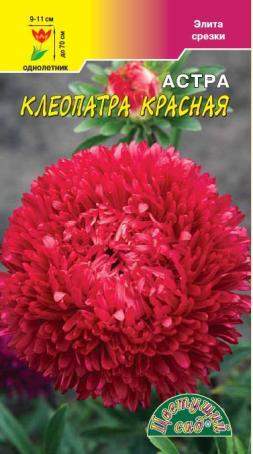 Астра Клеопатра красная (цветущий сад) 0,2 гр – купить в г. Омск Астра Клеопатра красная (цветущий сад) 0,2 гр – купить в г. Омск