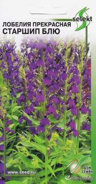 Лобелия Старшип Блю (дом семян) 5 шт многолетник