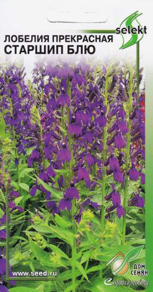 Лобелия Старшип Блю (дом семян) 5 шт многолетник  – купить в г. Омск