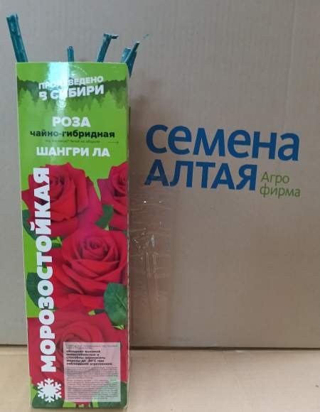 Роза Алтай чайно-гибридная Шангри Ла 1шт   – купить в г. Омск