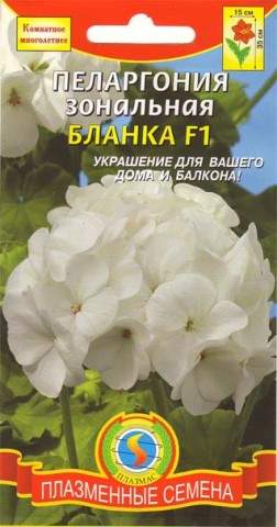 Пеларгония Бланка F1 (плазмас) 3 шт – купить в г. Омск Пеларгония Бланка F1 (плазмас) 3 шт – купить в г. Омск