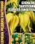 Клематис Тангутский (Григорьев) 10шт  – купить в г. Омск