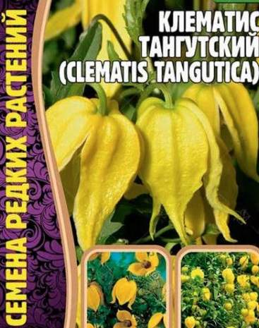 Клематис Тангутский (Григорьев) 10шт  – купить в г. Омск