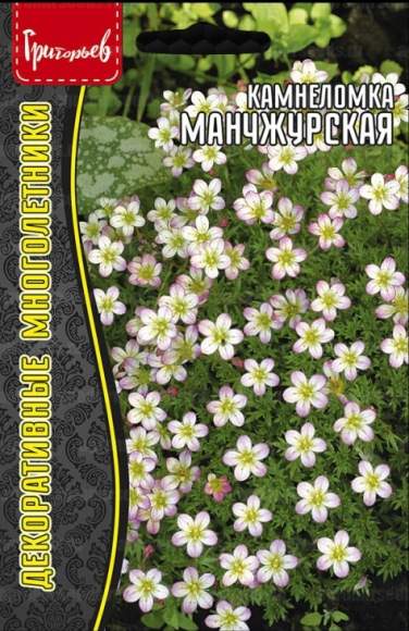Камнеломка Манчжурская (Григорьев) 0,01гр  – купить в г. Омск