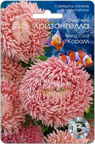 Хризантелла Коралл (биотехника) 30шт  – купить в г. Омск