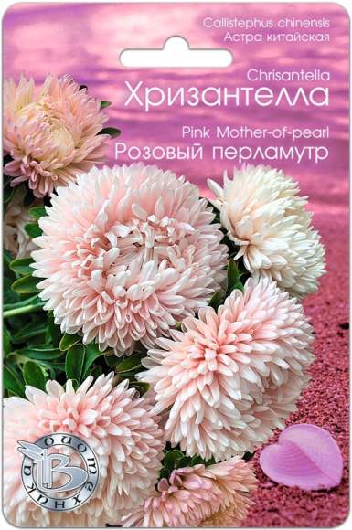 Хризантелла Розовый перламутр (биотехника) 30шт  – купить в г. Омск