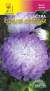 Астра Клеопатра серебряная (цветущий сад) 0,2гр  – купить в г. Омск