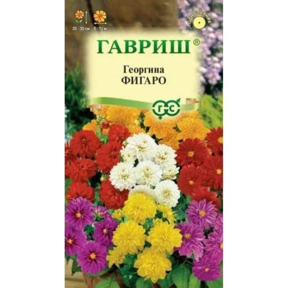 Георгина Фигаро (гавриш) 7 шт – купить в г. Омск Георгина Фигаро (гавриш) 7 шт – купить в г. Омск