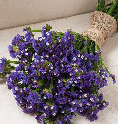 Статица Суприм синяя (поиск) 0,15 гр  – купить в г. Омск