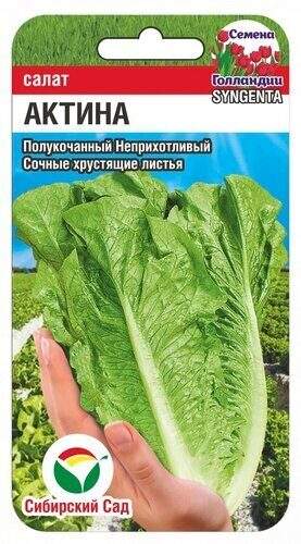 Салат полукочанный Актина (сибирский сад) 10 шт – купить в г. Омск Салат полукочанный Актина (сибирский сад) 10 шт – купить в г. Омск