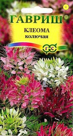 Клеома Матильда (гавриш) 0,2 гр – купить в г. Омск Клеома Матильда (гавриш) 0,2 гр – купить в г. Омск
