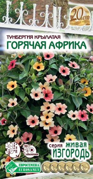 Тунбергия Горячая Африка (евросемена) 3 шт  – купить в г. Омск