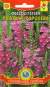 Физостегия Розовая королева (плазмас) 10 шт  – купить в г. Омск
