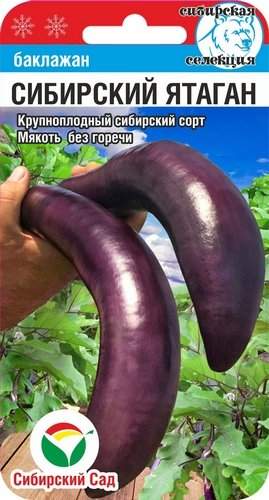Баклажан Сибирский ятаган (сс) 20шт  – купить в г. Омск