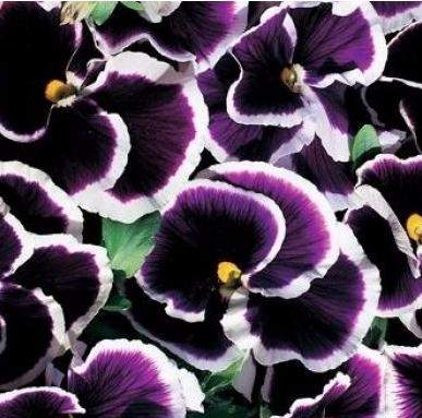 Анютины глазки Черника со сливками (поиск) 0,1гр – купить в г. Омск Анютины глазки Черника со сливками (поиск) 0,1гр – купить в г. Омск